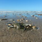 The Truth About Iodine: Debunking Common Myths The Truth About Iodine: Debunking Common Myths