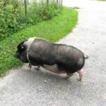 How to Shed Stubborn Belly Fat in Just 7 Days How to Shed Stubborn Belly Fat in Just 7 Days