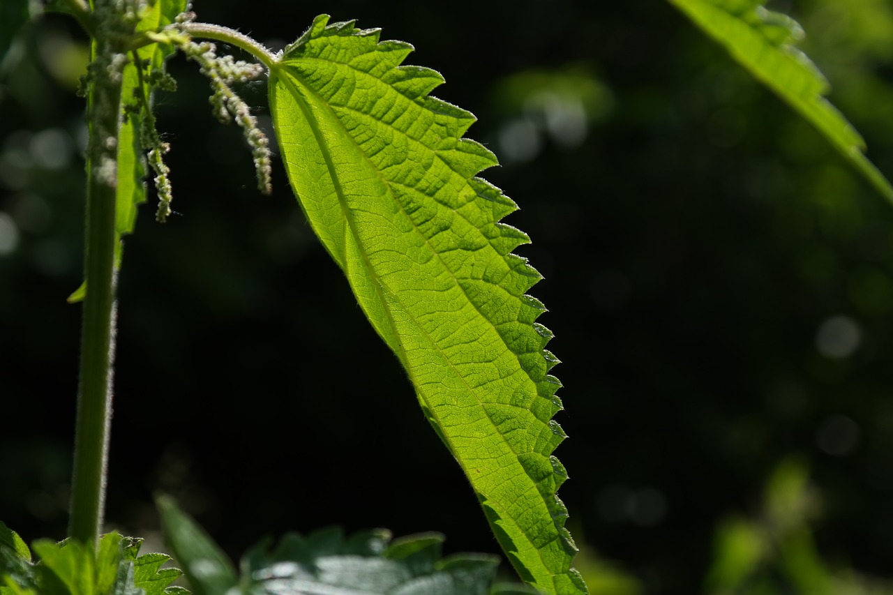 The Power of Ayurveda in Treating Hair Loss